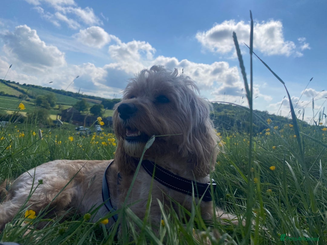 Cockapoo dogs for sale: 🐾 Adorable F2 Cockapoo Puppies! 🐾 - Image 13