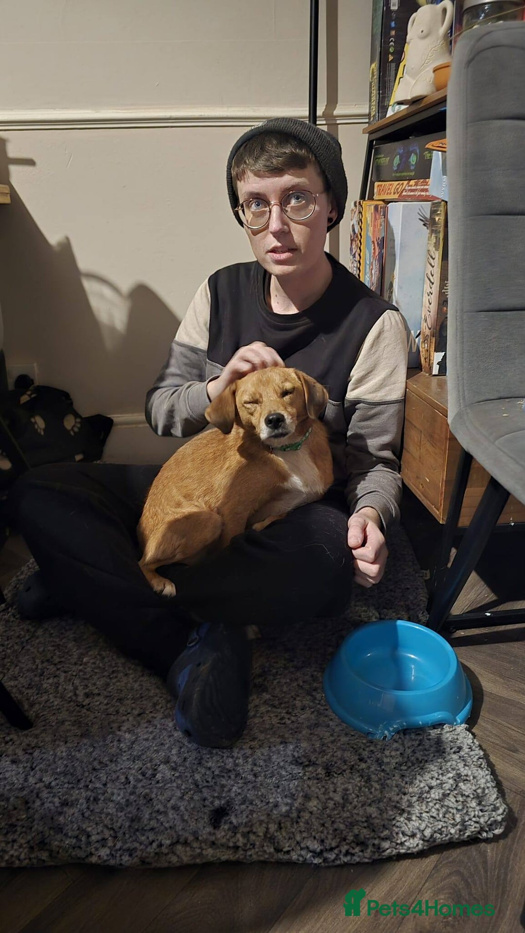 Mixed Breed dogs for adoption: Michael for adoption - Advert 2