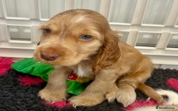 Cocker Spaniel dogs for sale: 4⭐️Licensed KC Reg English Show Cocker Spaniel - Image 2