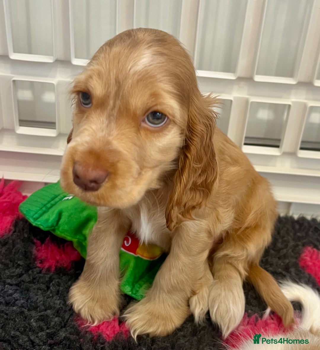 Cocker Spaniel dogs for sale: 4⭐️Licensed KC Reg English Show Cocker Spaniel - Image 2