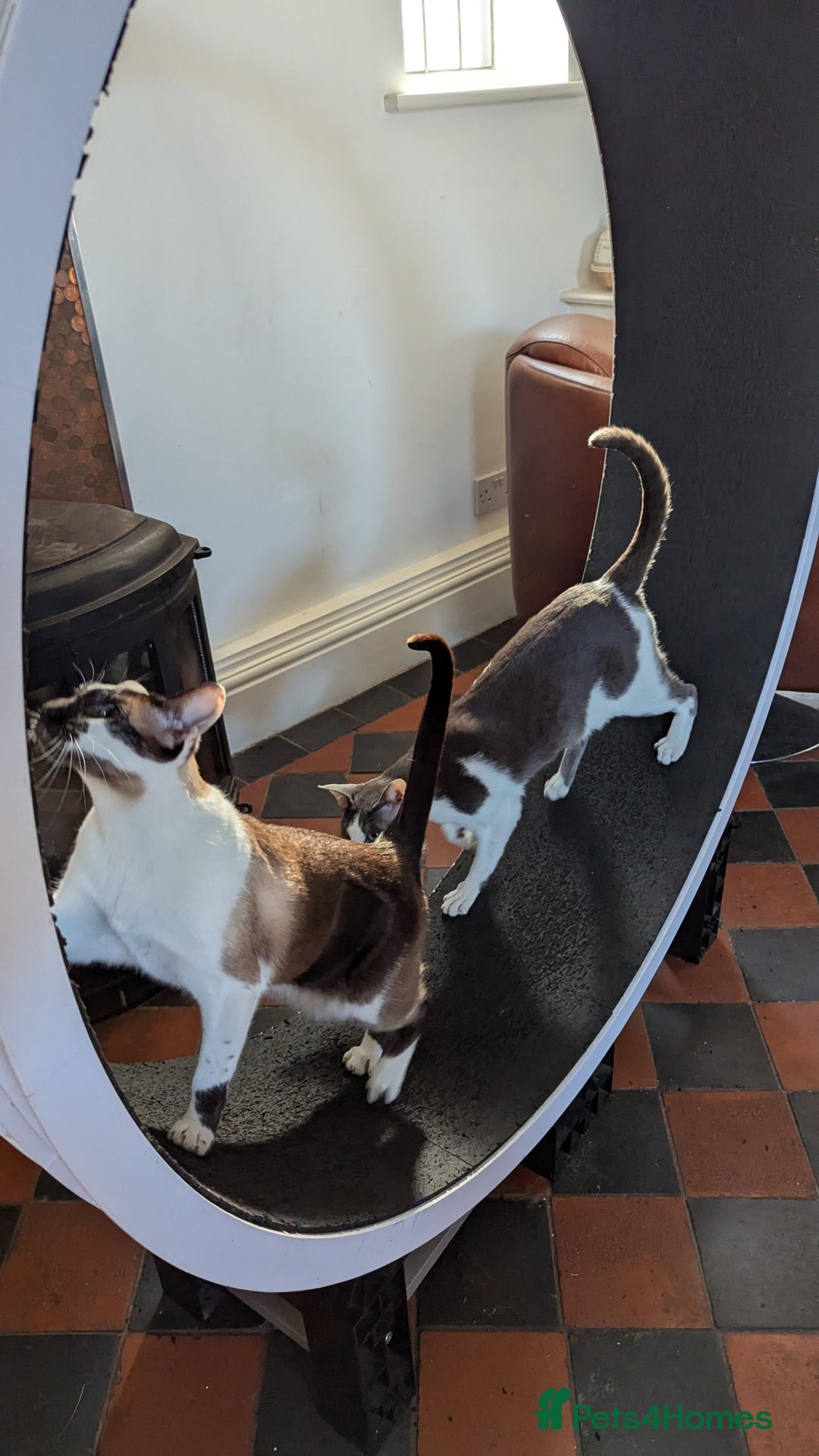 Oriental cats for sale: Blue Eyed Millie 3yr Old Oriental Shorthair Girl - Advert 15