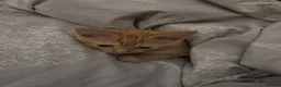British Longhair cats for sale: Ginger Male kitten - Advert 3