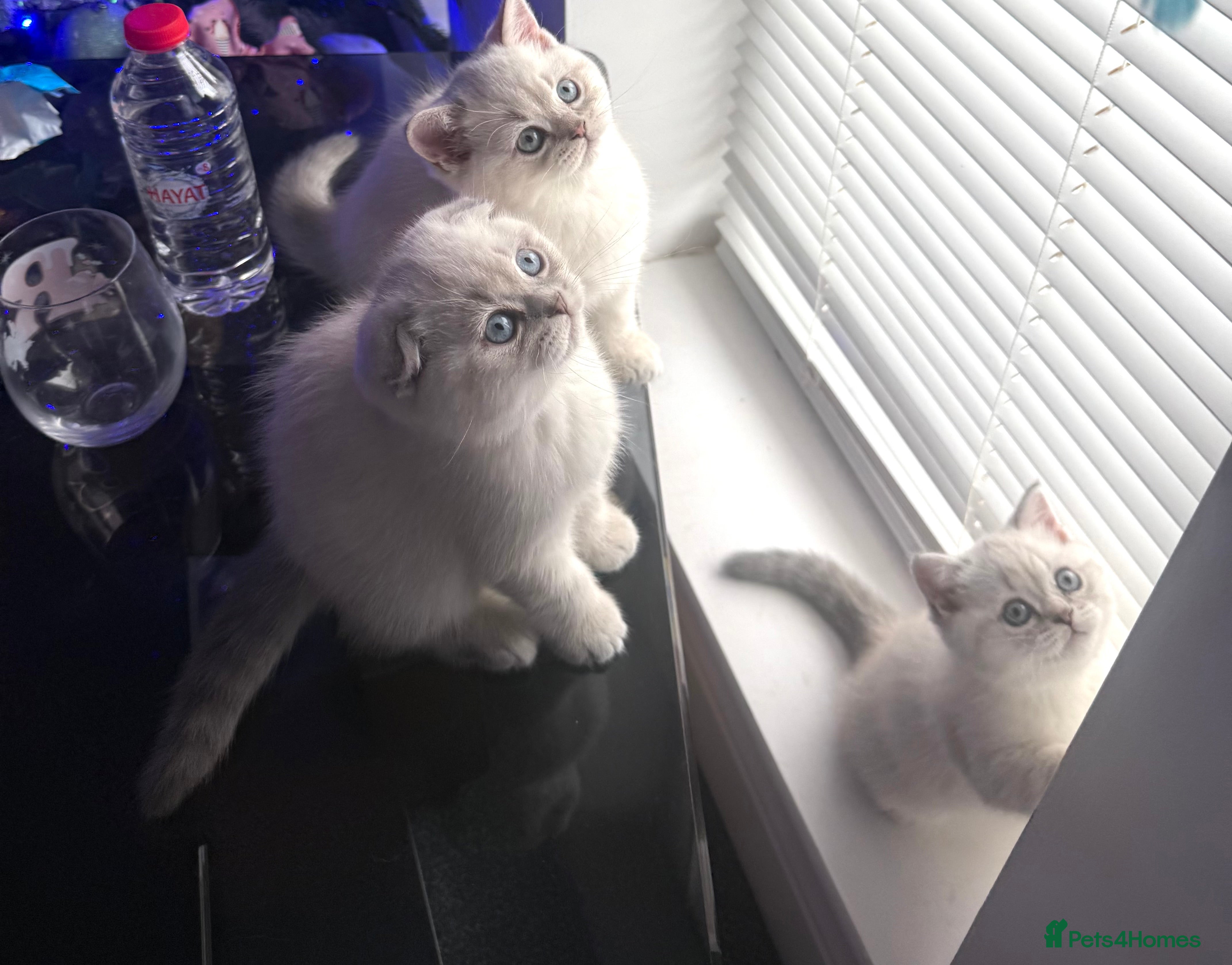 Scottish Fold cats 😻Stunning Pure breed Scottish fold kittens 😻 - Advert 4