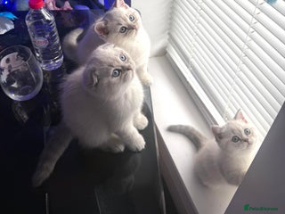 Scottish Fold cats 😻Stunning Pure breed Scottish fold kittens 😻 - Advert 5