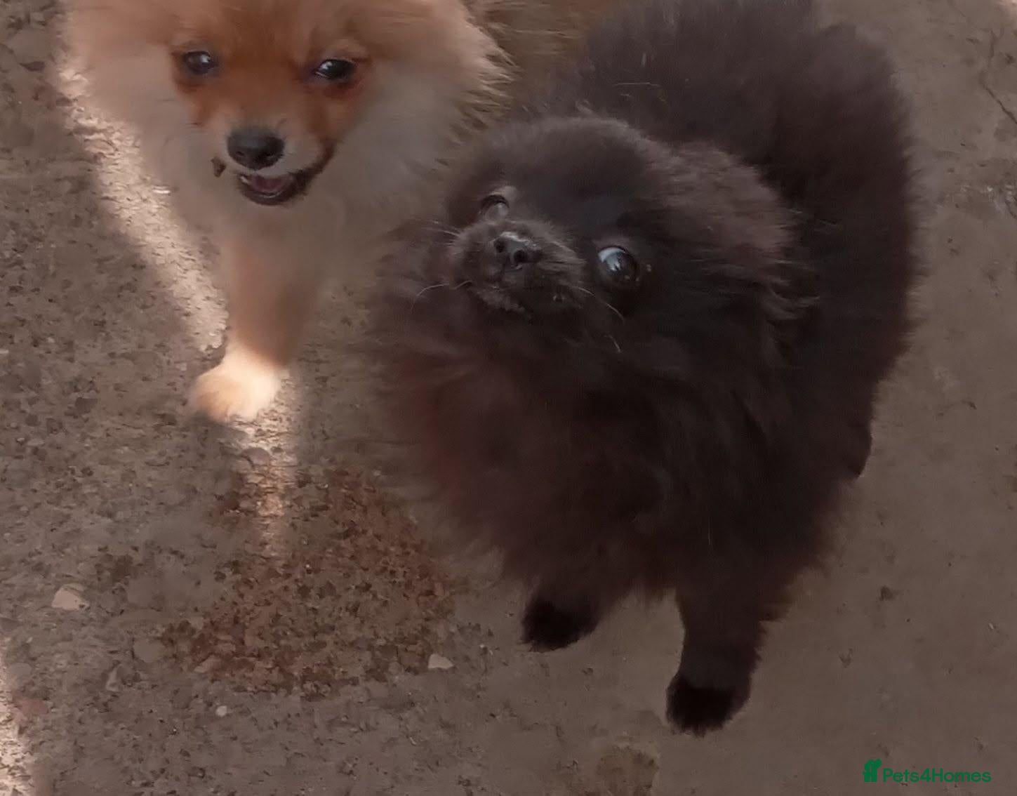 Pomeranian dogs Pomeranian puppies  - Advert 1