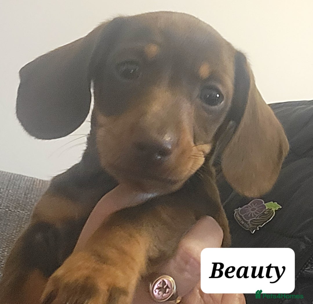 Miniature Dachshund dogs for sale: QUALITY MINIATURE DACHSHUND SMOOTH PUPS - Image 16