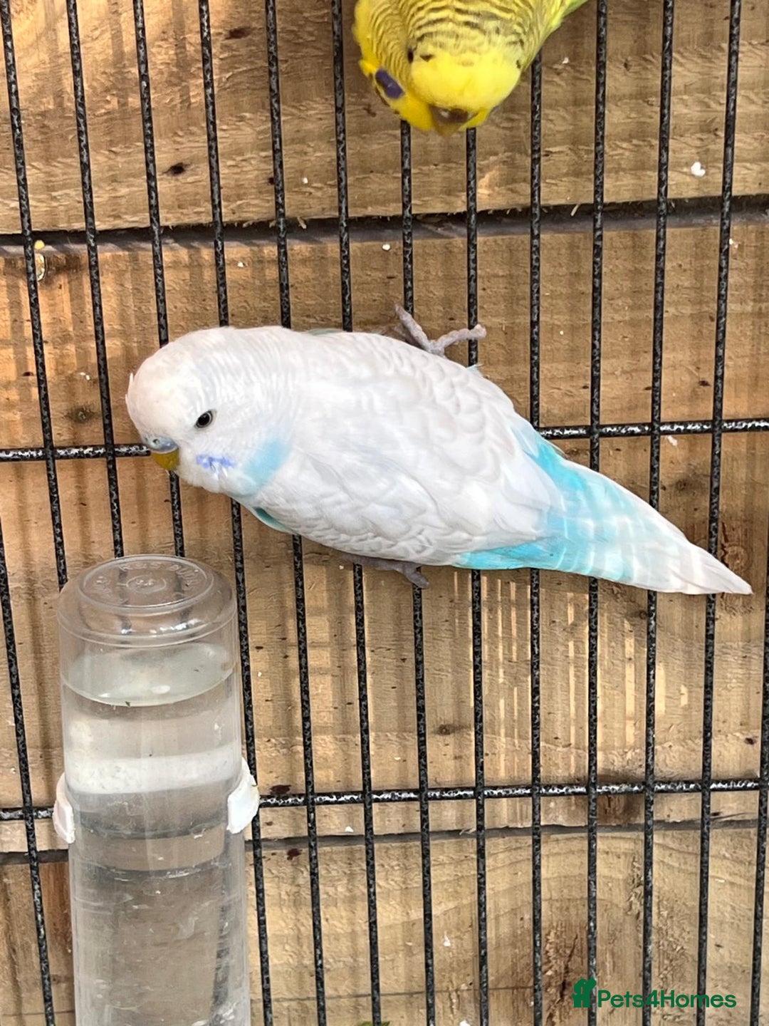 Budgerigars birds for sale: Gorgeous Budgies Ready to Fly the Nest! - Image 3