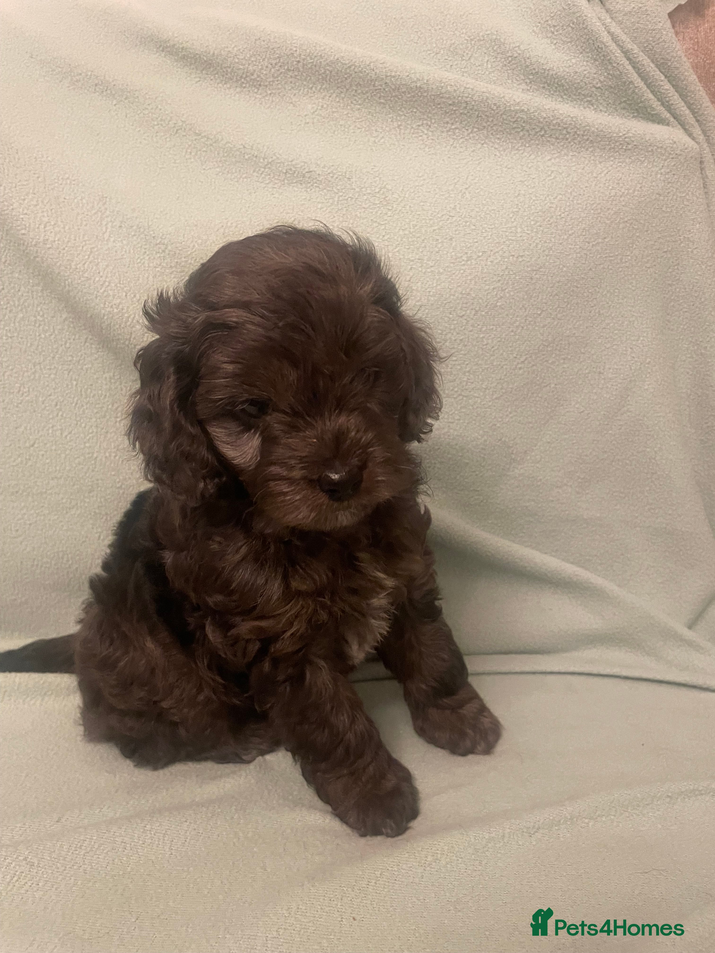 Cockapoo dogs 4 Toy cocker poos  - Advert 16