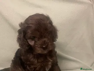 Cockapoo dogs 4 Toy cocker poos - Advert 16