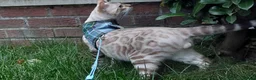 Bengal cats for stud: AMAZING SNOW LYNX STUD BENGAL TICA reg  in Harlow - Advert 22
