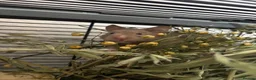 Hamster rodents for sale: Mink syrian hamster in Birmingham - Advert 3