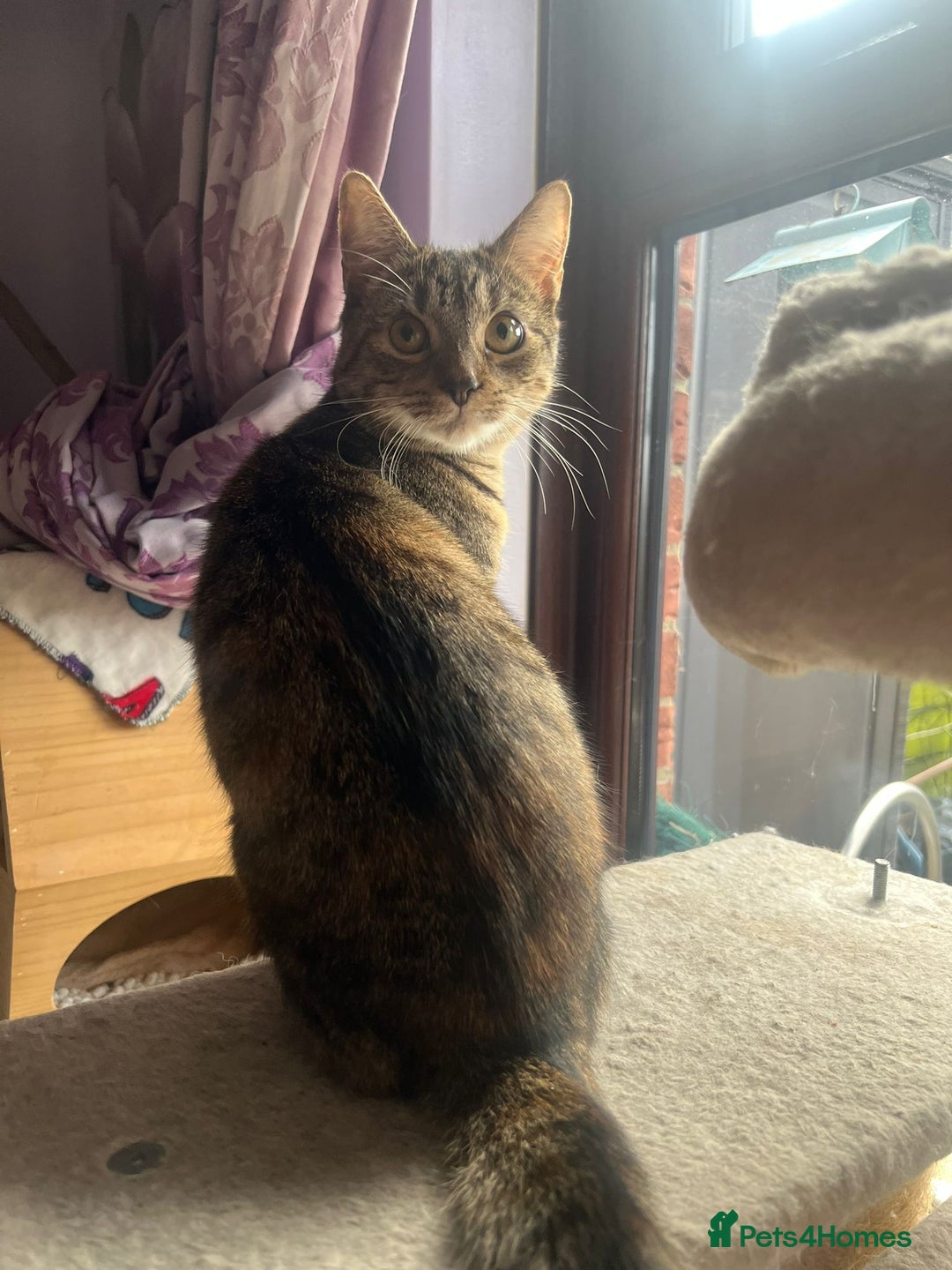 Mixed Breed cats for adoption: Daisy - Advert 2