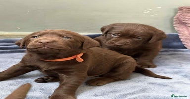Labrador Retriever dogs - Advert 1