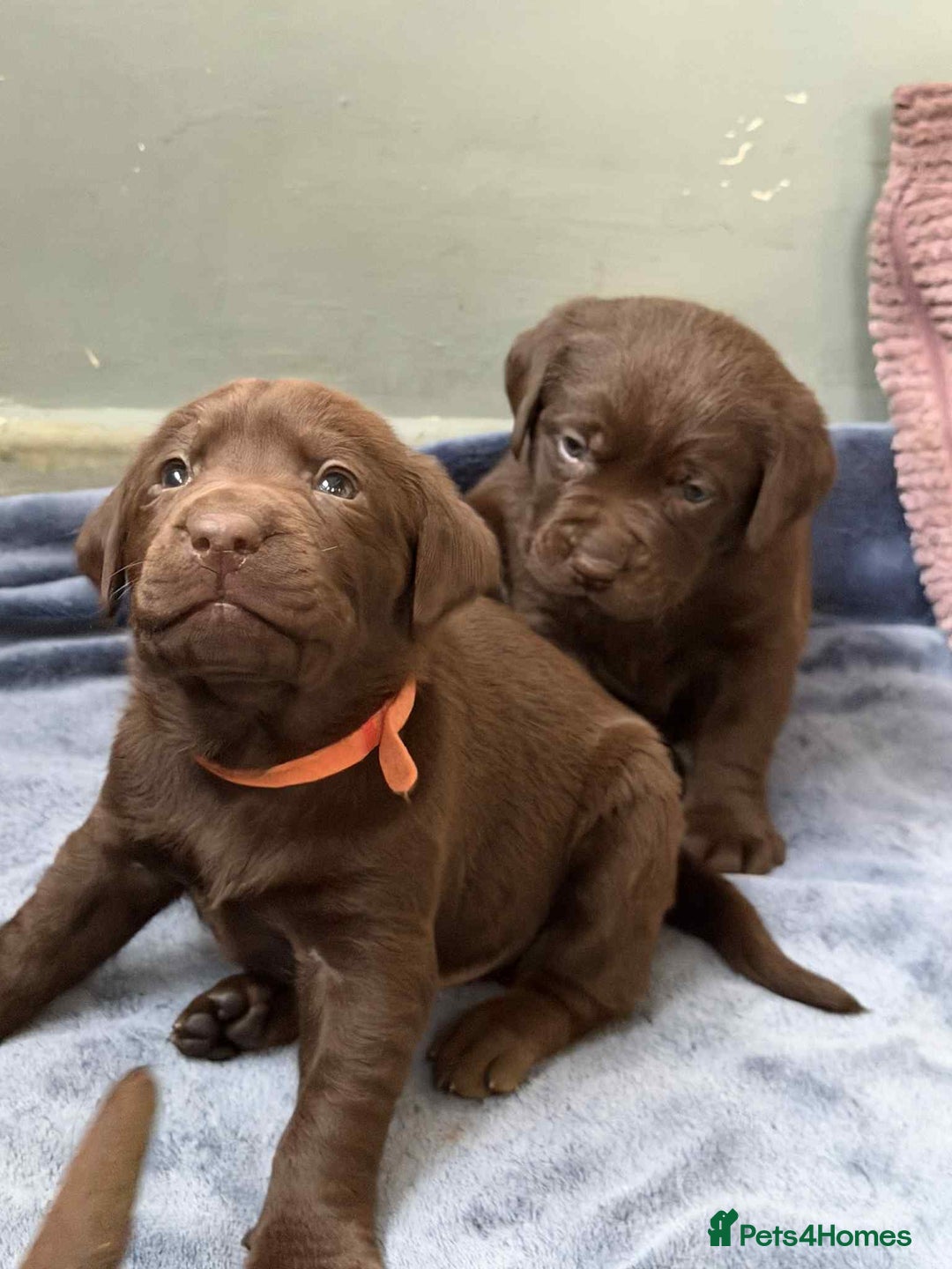 Labrador Retriever dogs for sale: KC SILVER/CHOCOLATE PEDIGREE LABRADOR PUPIES - Image 2
