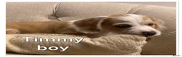 Mixed Breed dogs for sale: 3 pups left  - Advert 5