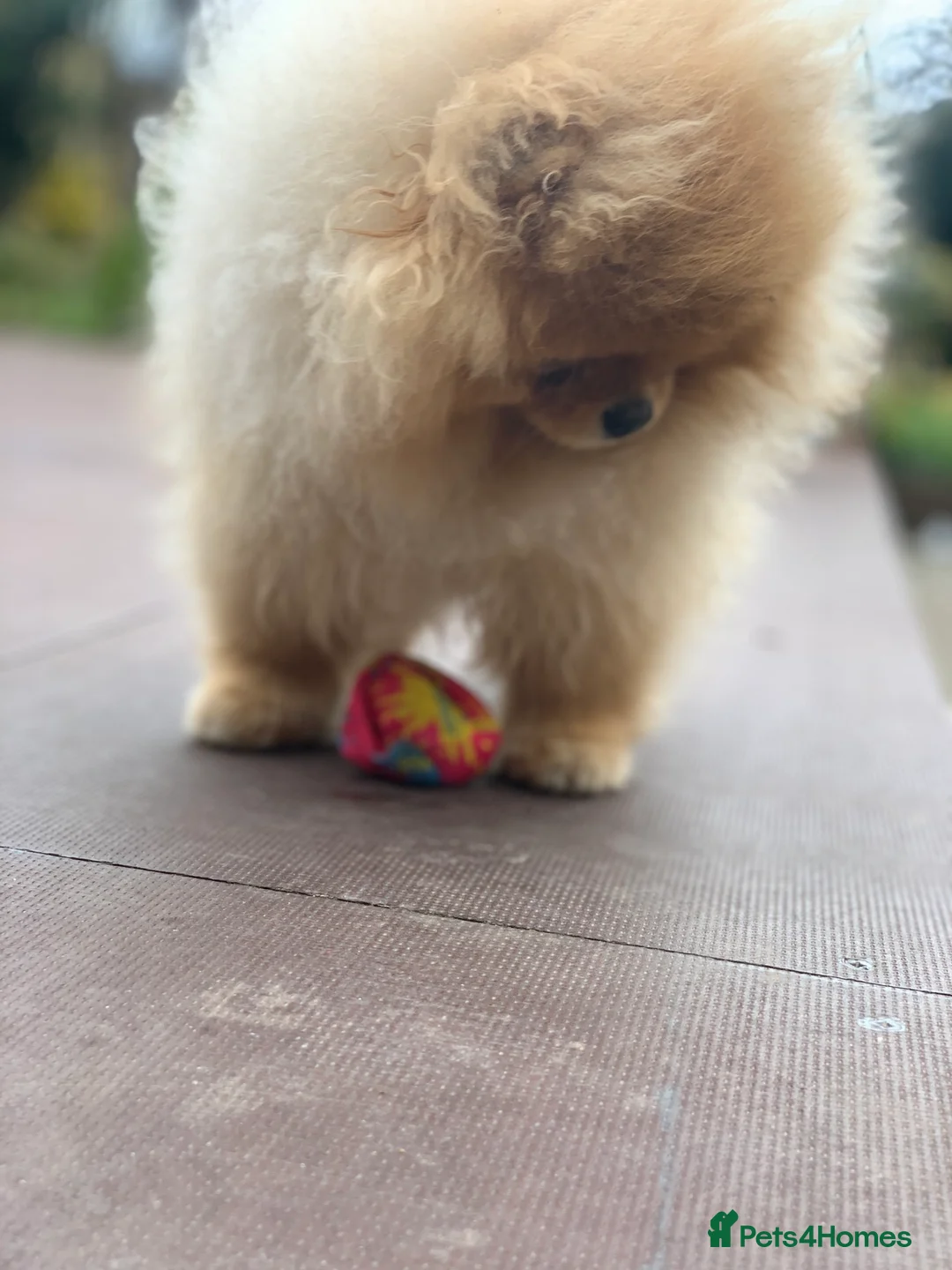 Pomeranian dogs for stud: Pomerian Stud dog Top Top Quality-teddy face boy in Deeside - Advert 10