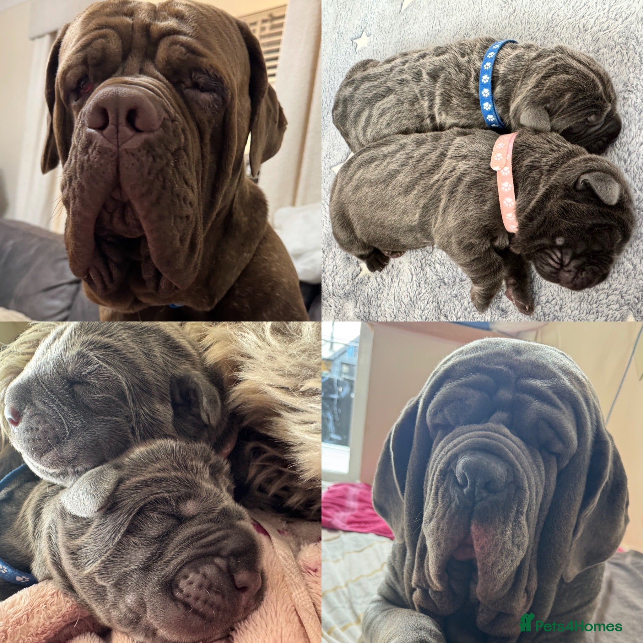 Neapolitan Mastiff dogs Rare breed Neapolitan mastiff puppies  - Advert 7