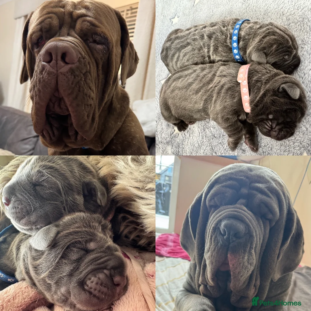 Neapolitan Mastiff dogs for sale: Rare breed Neapolitan mastiff puppies  - Advert 1