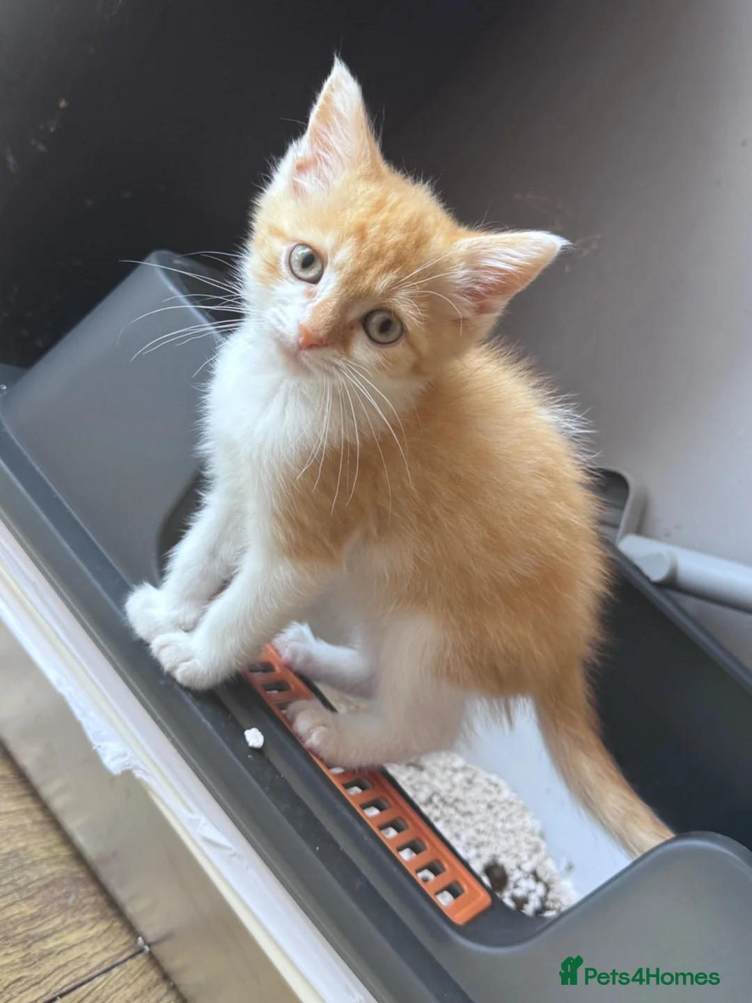 Bengal cats for sale: Last kitten ginger and white left - Advert 2