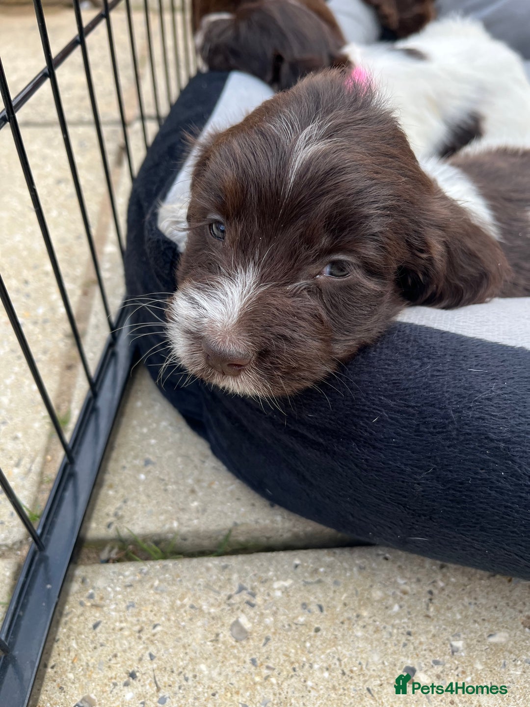 Mixed Breed dogs for sale: Beautiful cockapooXspringer puppies - Image 7