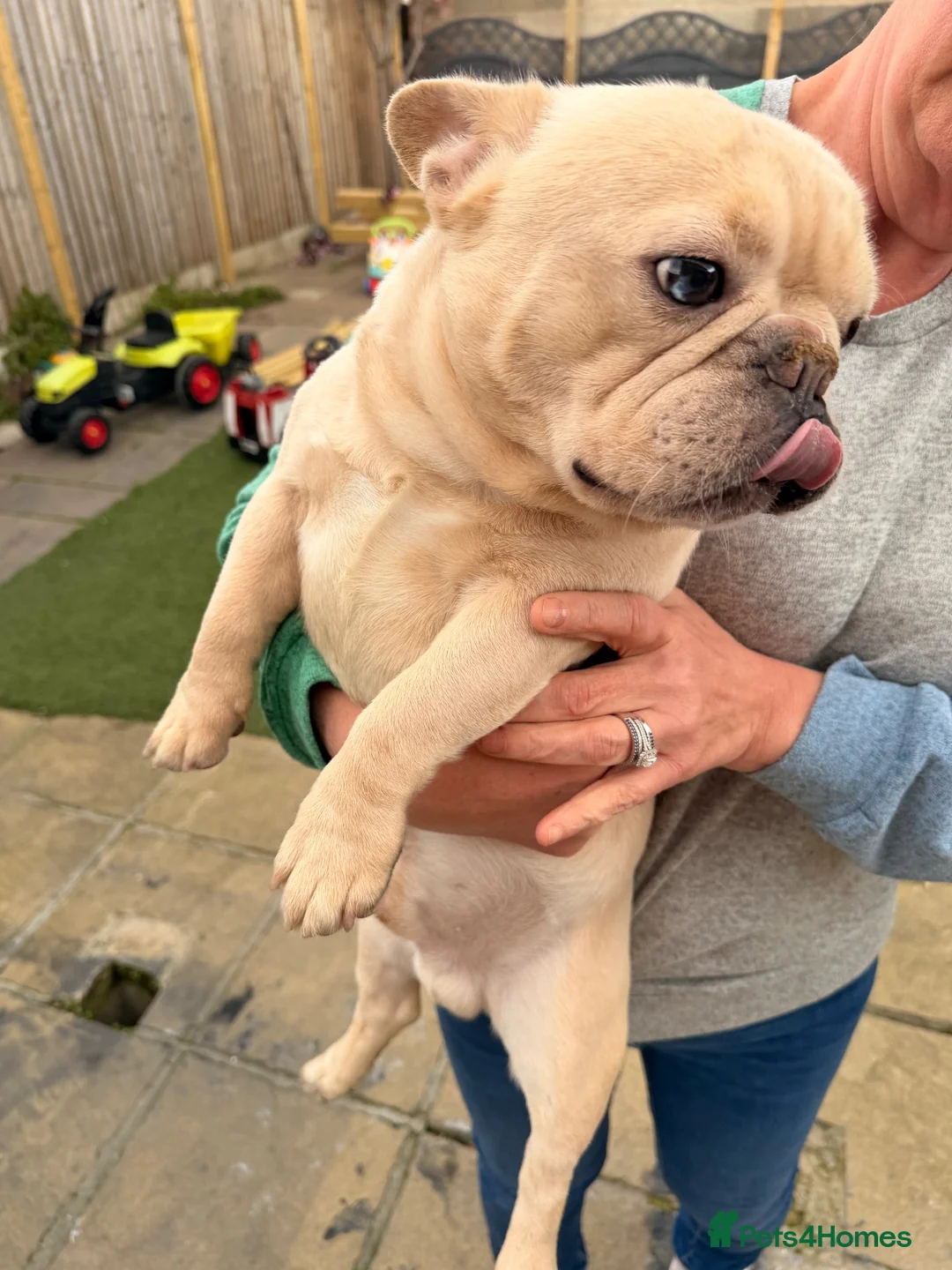 French Bulldog dogs for sale: 2 year old French bulldog - Advert 3