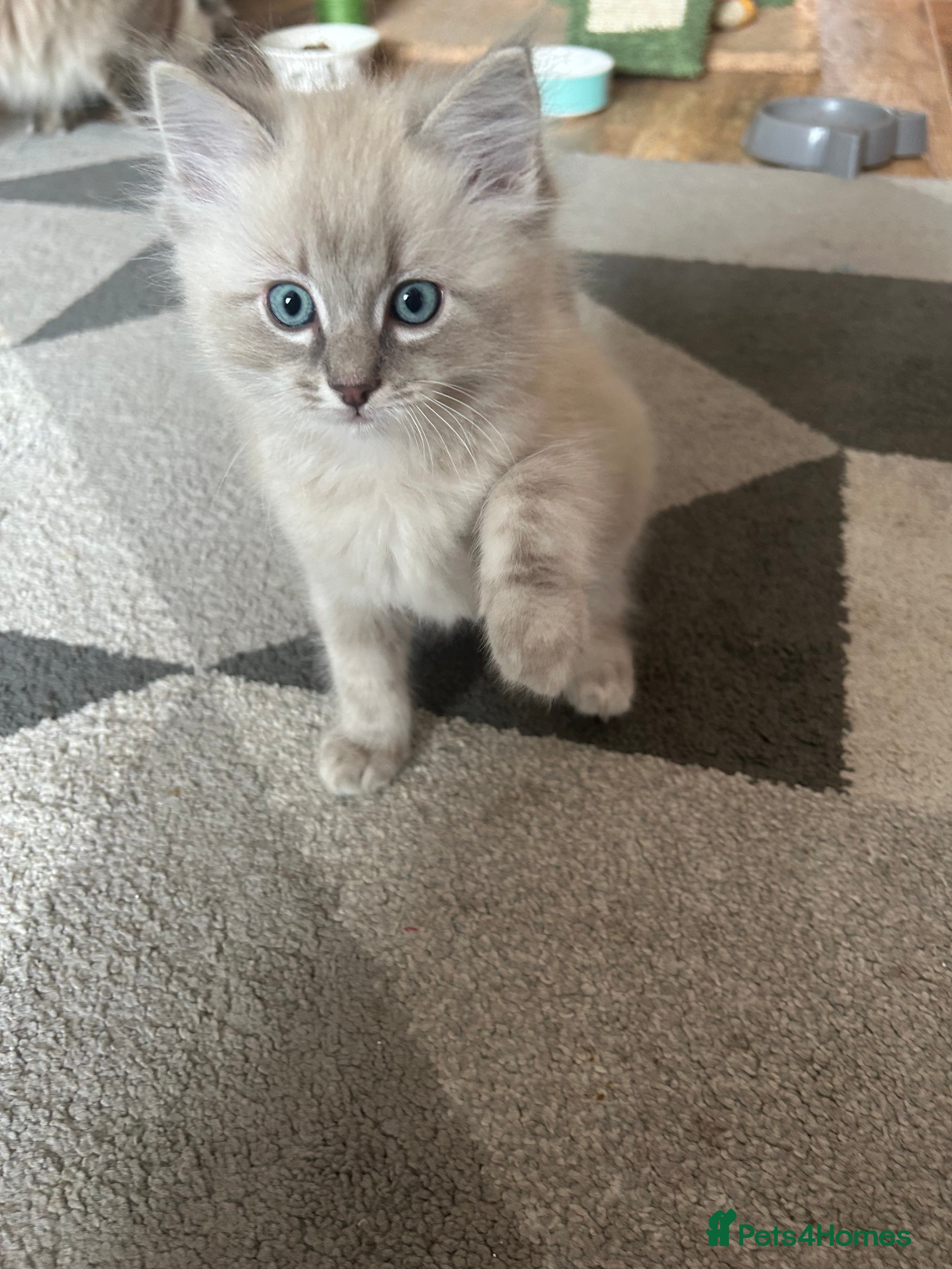 Ragdoll cats 2 Gorgeous Ragdoll Kittens - Advert 13