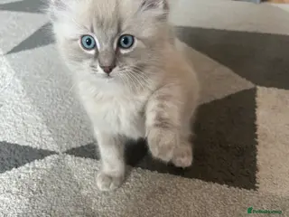 Ragdoll cats Only 1 boy left 💙 2 Gorgeous Ragdoll Kittens - Advert 17