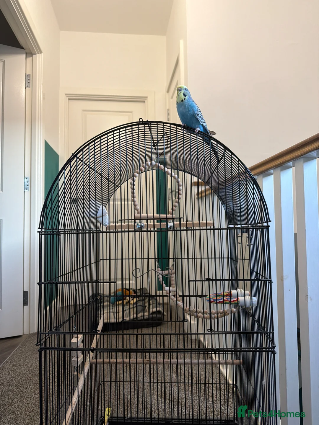 Budgerigars birds for sale: Budgie and full setup - Advert 2