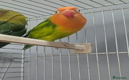 Lovebirds birds for sale: New Born Love Birds - Image 11