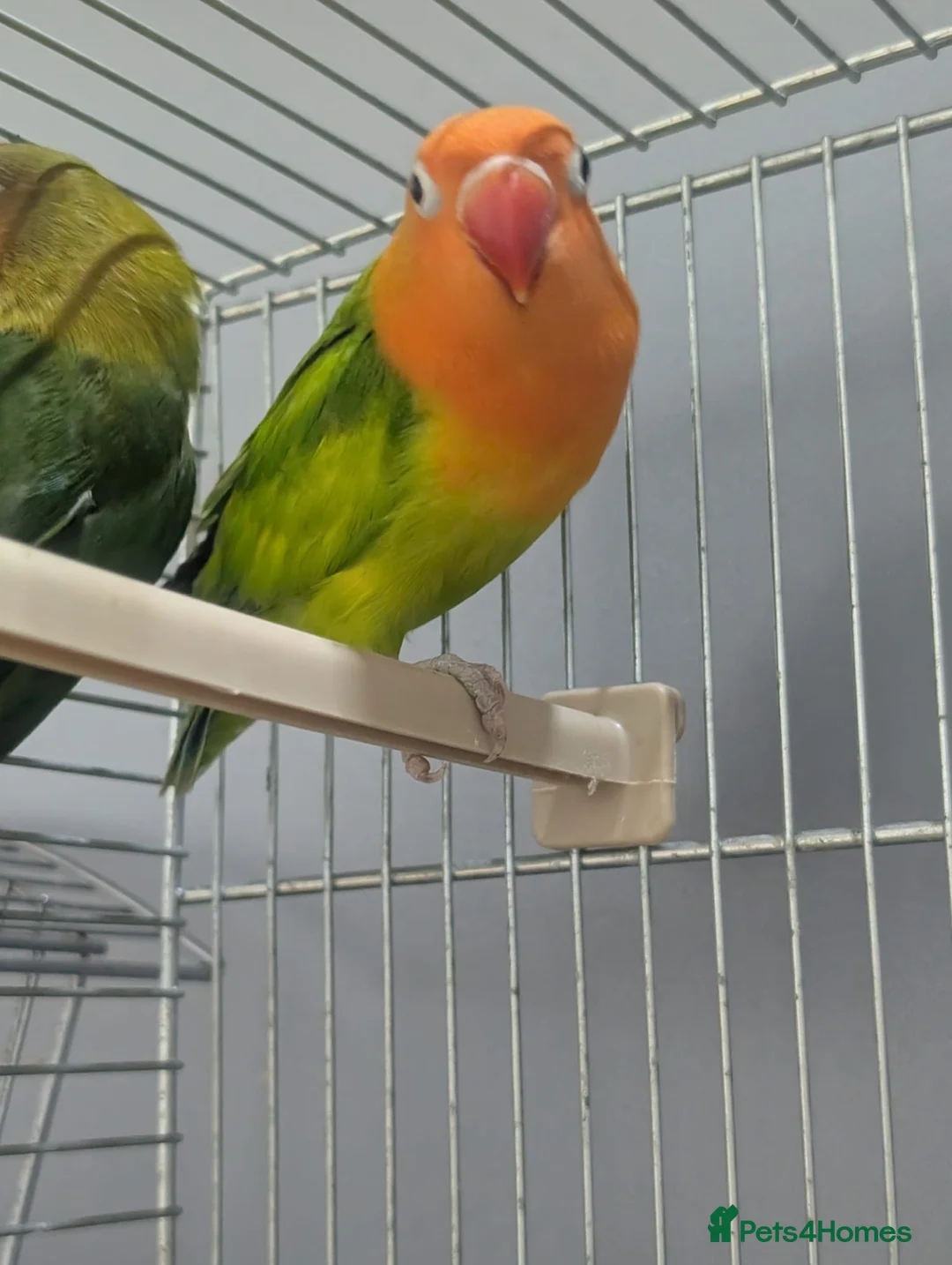 Lovebirds birds for sale: Hand Reared New Born Love Birds - Advert 14