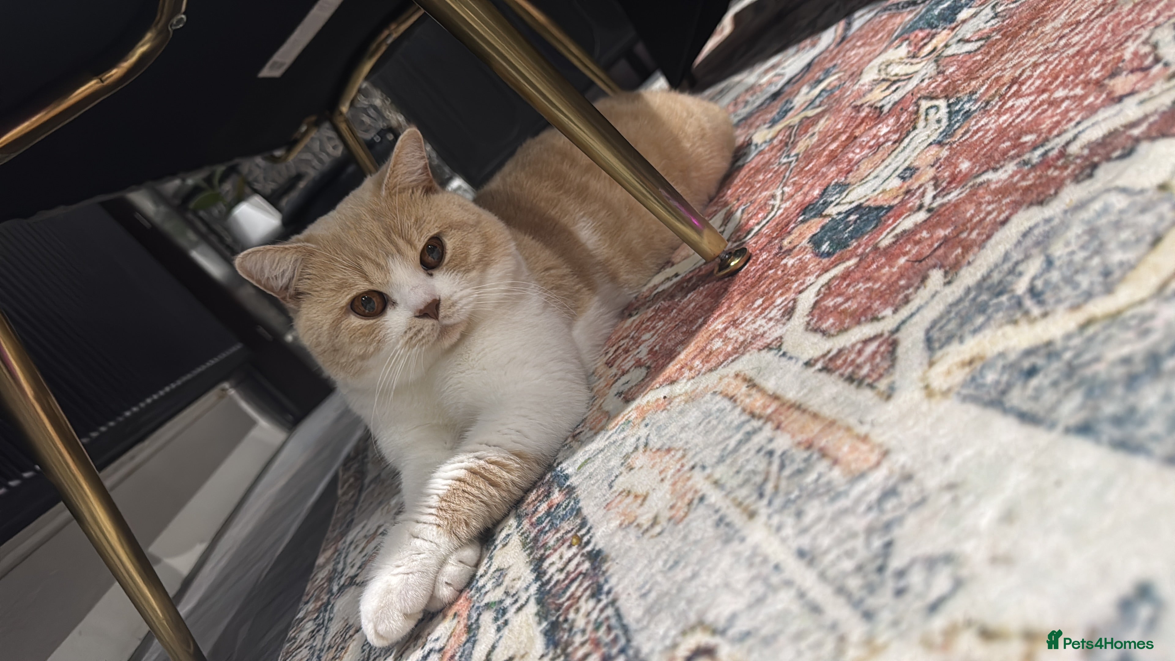 British Shorthair cats Cute & Friendly BSH 🥰 - Advert 1