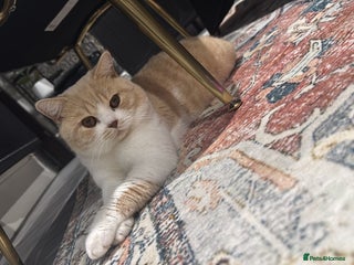 British Shorthair cats Cute & Friendly BSH 🥰 - Advert 1