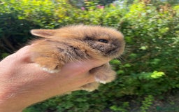 Lionhead rabbits for sale: 4 Beautiful Lionhead Baby Bunnies - Image 1