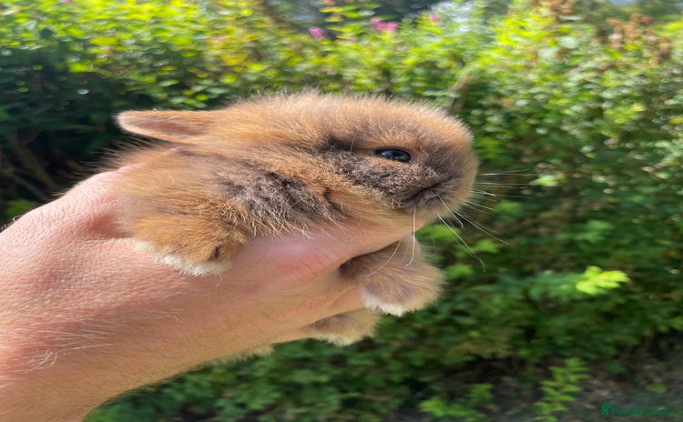 Lionhead rabbits - Advert 3