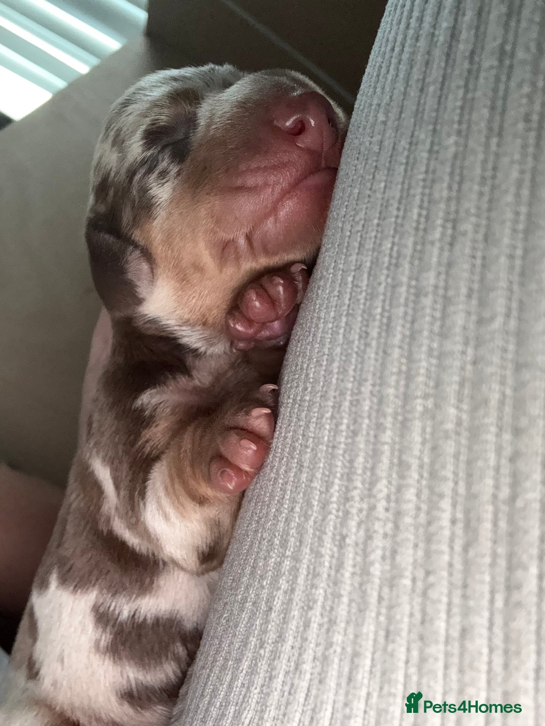 Dachshund dogs for sale: Miniature dachshund puppies  - Image 9