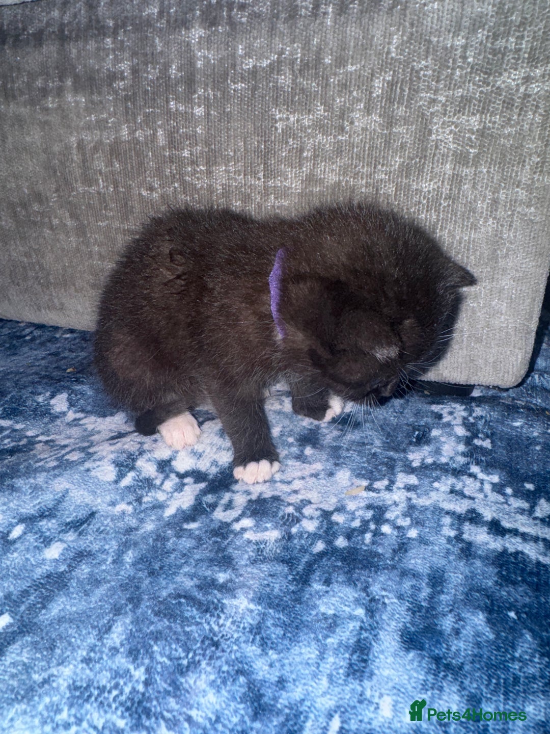 British Shorthair cats for sale: British short hair cross breed - Image 4