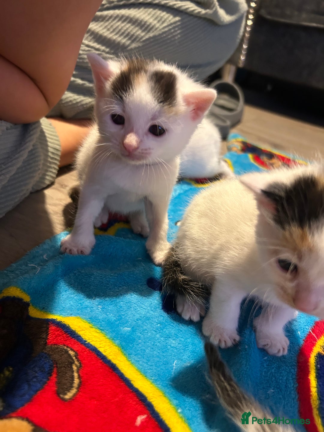 Mixed Breed cats for sale: 11 beautiful kittens  - Image 21
