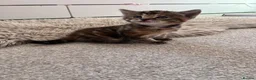 Mixed Breed cats for sale: 4 beautiful kittens  in Godalming - Advert 8