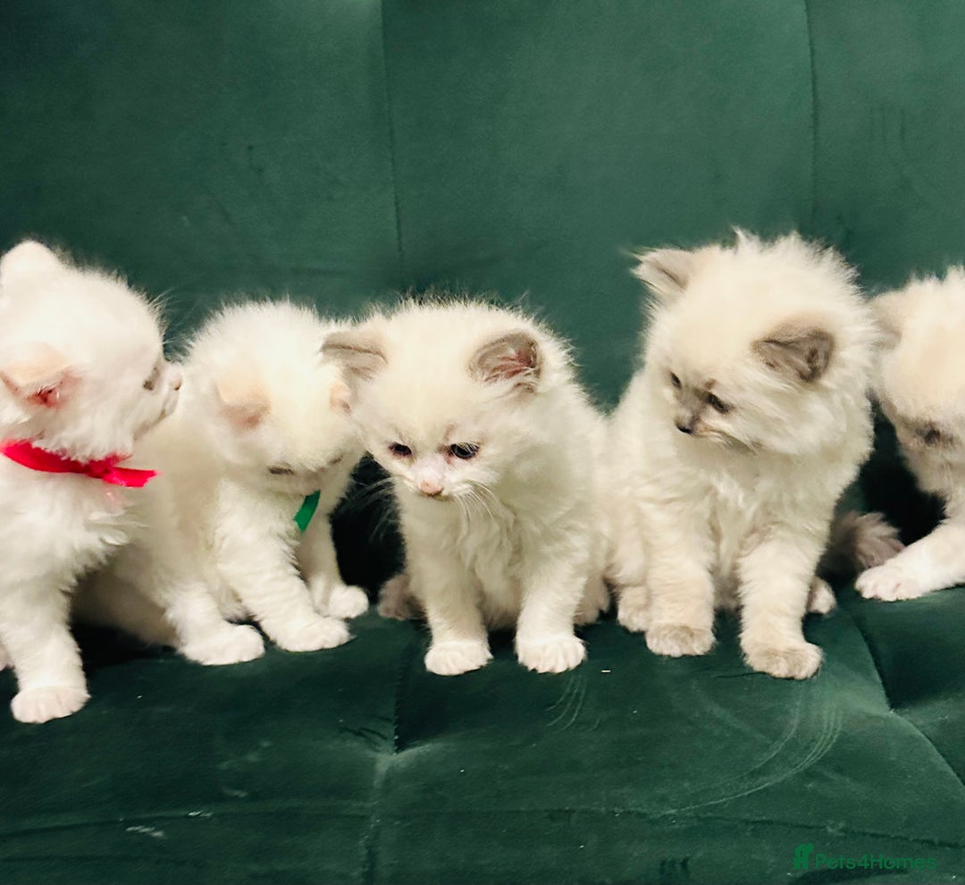Ragdoll cats for sale: Cute Ragdolls kittens  - Advert 3