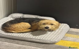 Yorkshire Terrier dogs for adoption: Sweet Daisy looking for LOVE  - Image 20