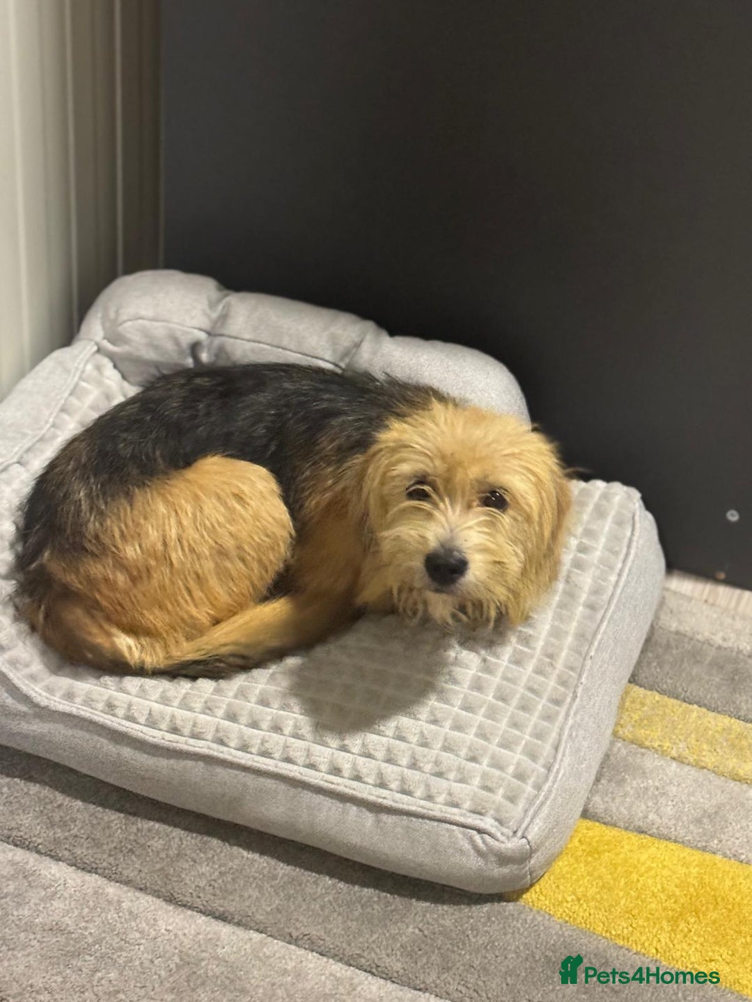 Yorkshire Terrier dogs for adoption: Sweet Daisy looking for LOVE  - Image 20