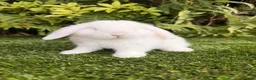 Mini Lop rabbits for sale: Ready to leave. Mini lop babies  - Advert 3