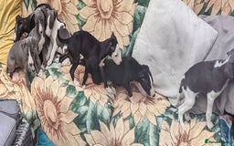Whippet dogs for sale: Stunning whippet babies  - Image 4