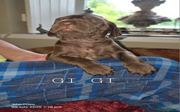 German Shorthaired Pointer dogs for sale: German shorthaired pointer Puppies  - Image 15