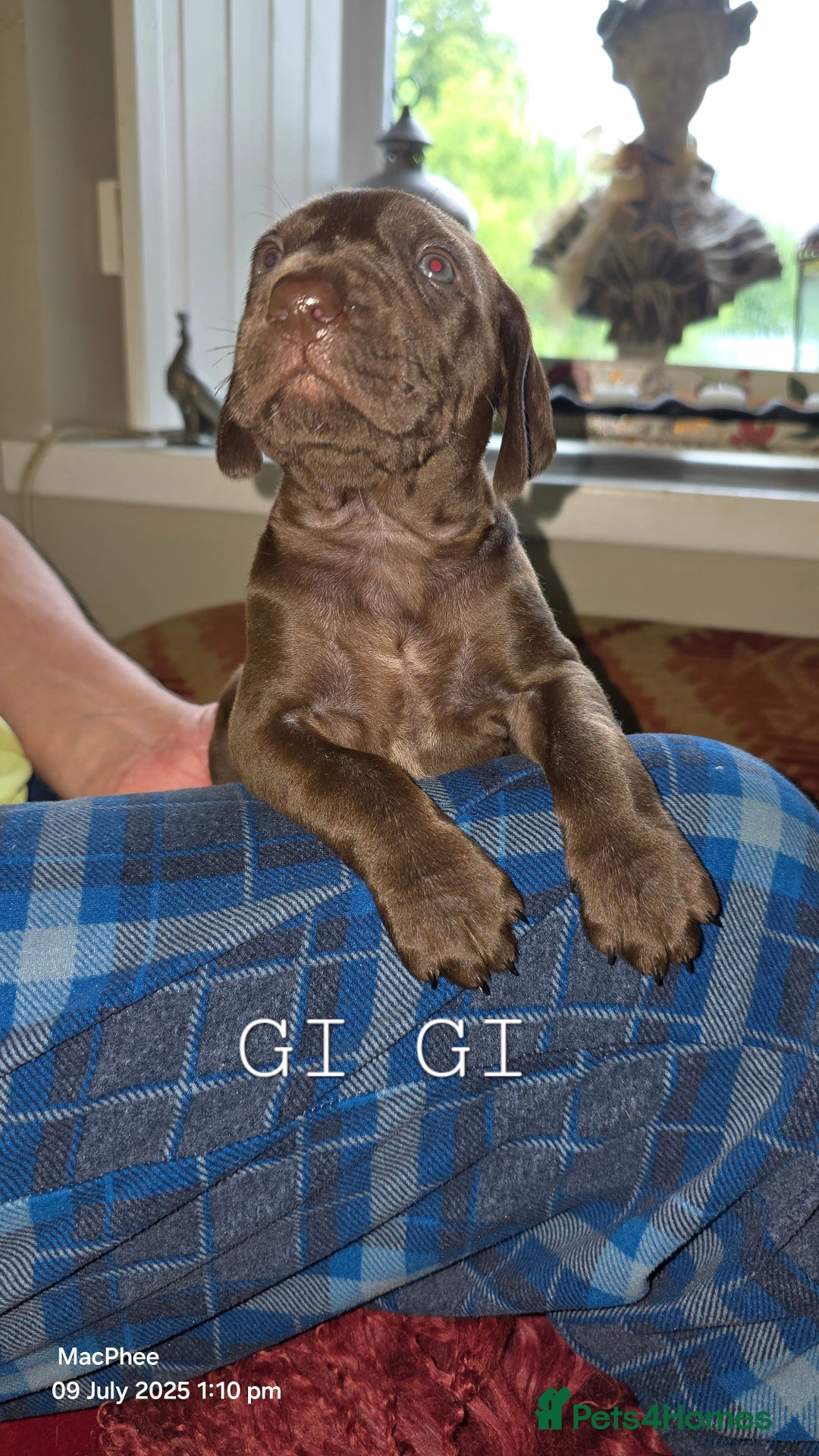 German Shorthaired Pointer dogs for sale: German shorthaired pointer Puppies  - Image 15