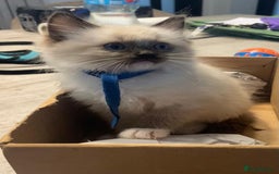 Ragdoll cats for sale: Ragdolls kittens  - Image 15