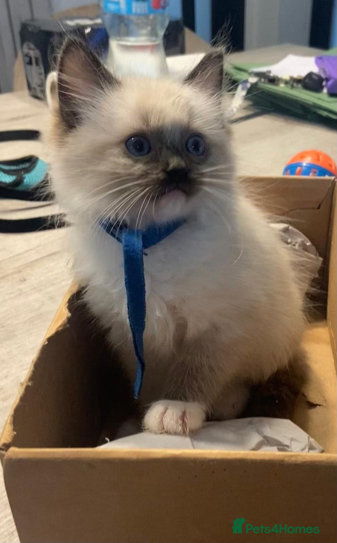 Ragdoll cats for sale: Ragdolls kittens  - Image 15