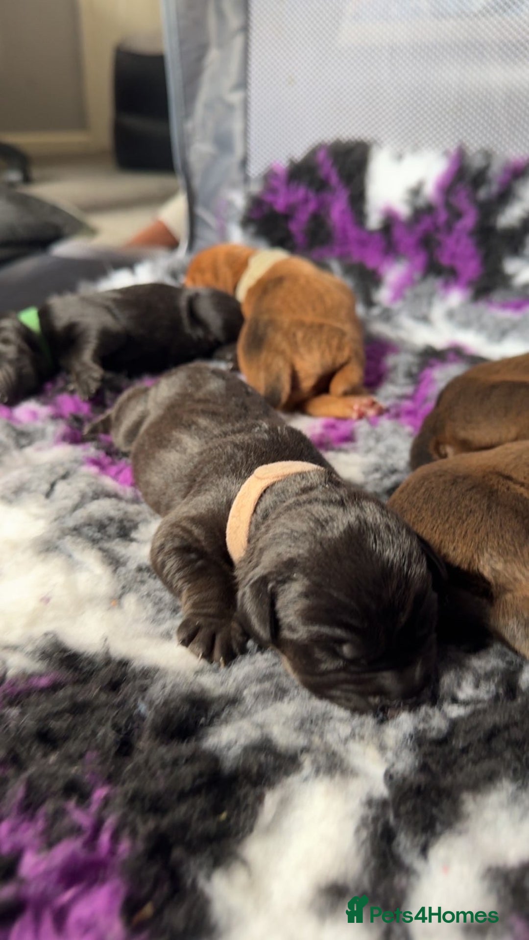 Labrador Retriever dogs for sale: Beautiful littler of 6 labs  - Image 6