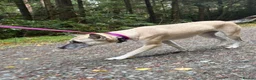 Mixed Breed dogs for adoption: Verity - Poringland Norfolk  in Norwich - Advert 4