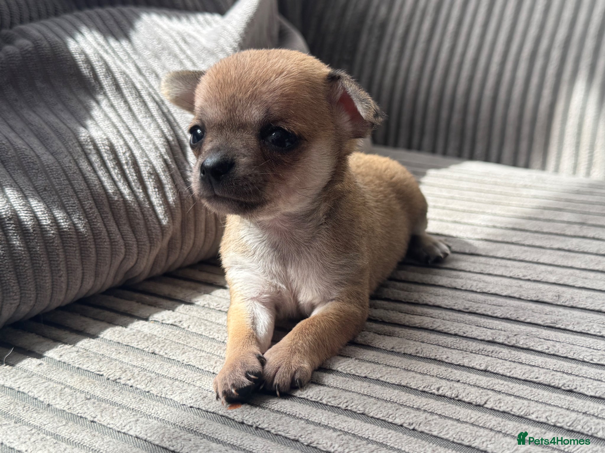 Chihuahua dogs Chihuahua Puppies (EARLY VIEWINGS, WEEKLY UPDATES) - Advert 11